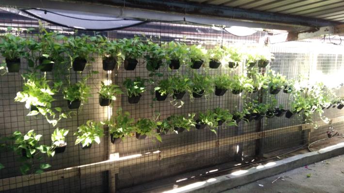 圖4.黑金廣場蘭花中繼站暫時由耐陰植物取代