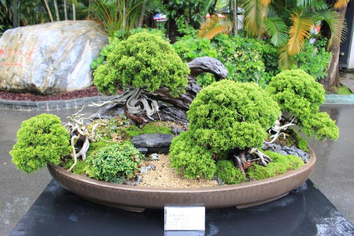 圖5.由清乾隆帝賜名的「清、奇、古、怪」山水盆景.JPG