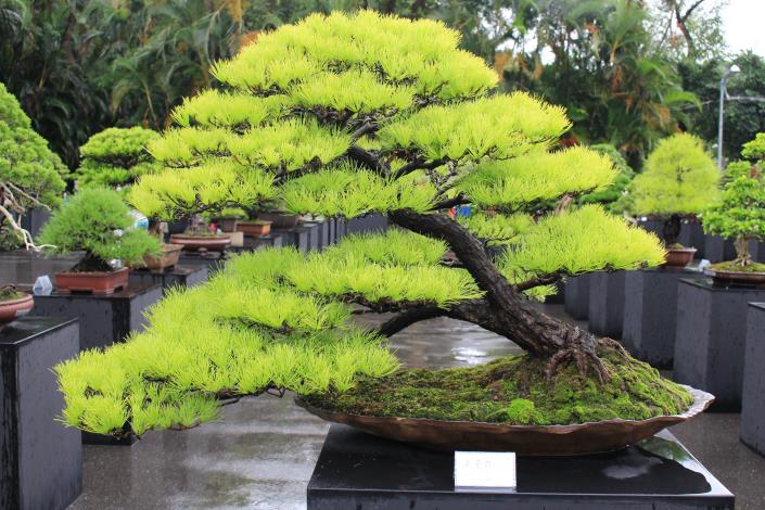 圖2.得過3次金獎的五葉松盆景.JPG