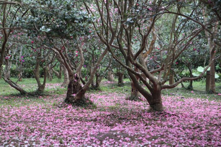 圖2. 茶梅粉紅花毯.JPG