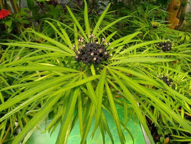 圖1.很多訪客進入典藏館時都驚異為什麼植物上會長出神秘的黑球球來，而且恰恰有五爪型的葉片襯托其下，十分吸睛。