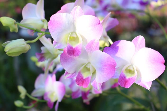 圖5. 「掐角石斛蘭」花瓣兩邊掐紅角，市面上很少見.JPG