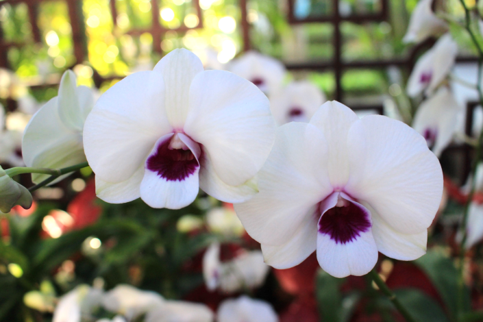 圖4. 「大白紅心石斛蘭」白花紅唇瓣，優雅高貴