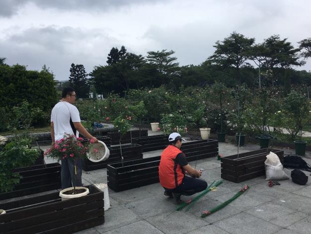 圖2.苗圃同仁布置定位中。