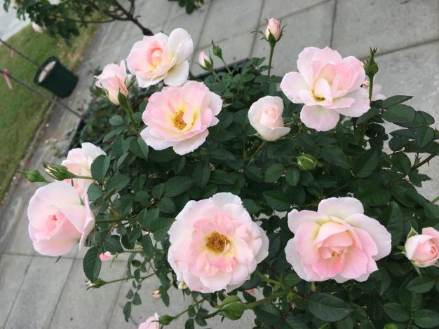 圖4.白桃妖精White Peach Ovation