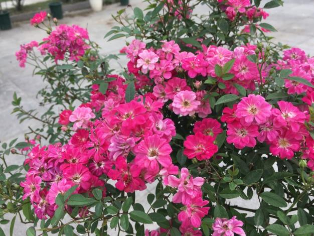 圖6.花朵迷你的”紅蓮”。