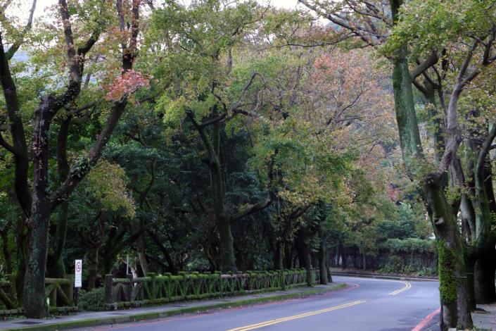 圖6. 前山公園楓香