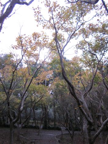 圖3. 花卉試驗中心楓樹步道