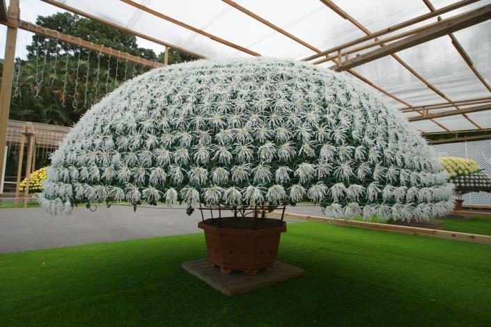 圖1. 今年度最多朵的大立菊‘白鶴’