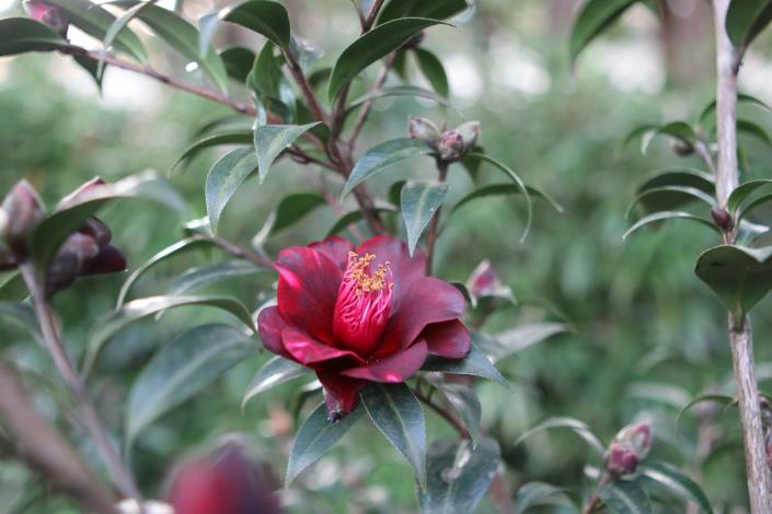 圖8. 茶花‘黑鳥’