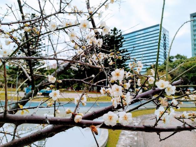圖3. 園內老梅樹花朵綻放，梅樹依偎水池旁，格外有一番風情