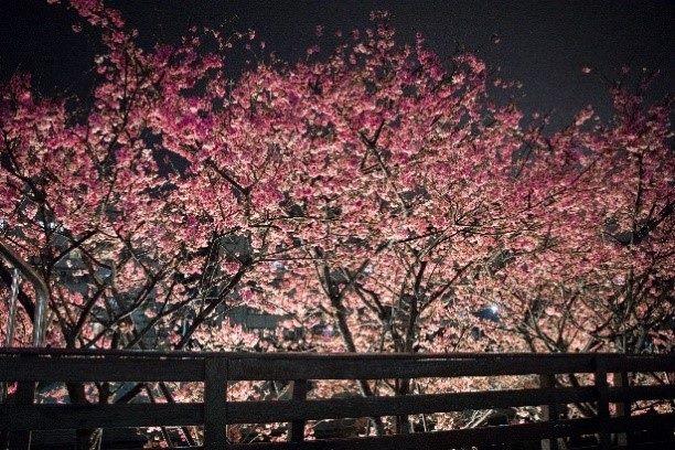 去年樂活夜櫻季櫻花盛開 (1)