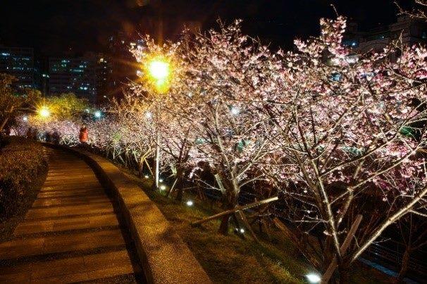 去年樂活夜櫻季櫻花盛開(2)