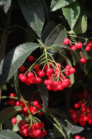 圖1硃砂根火紅的核果觀賞期長達數月。