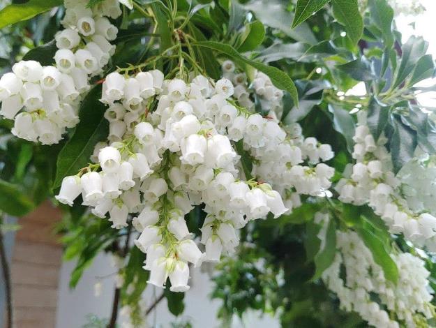 圖3馬醉木外型嬌嫩，卻是全株有毒的植物。