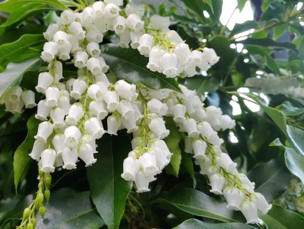圖1馬醉木花朵就像白色小風鈴。