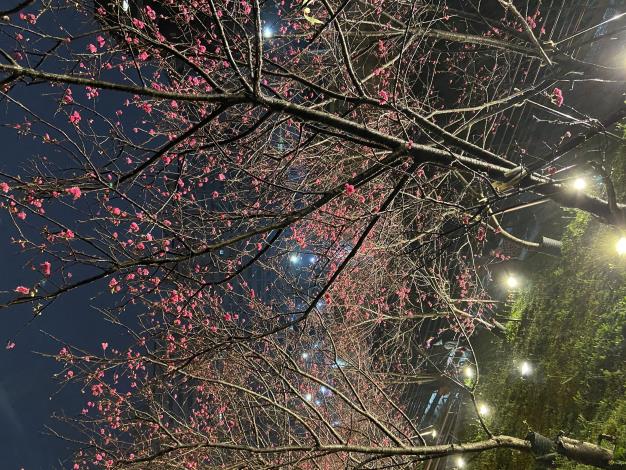 第二區八重櫻夜間景致