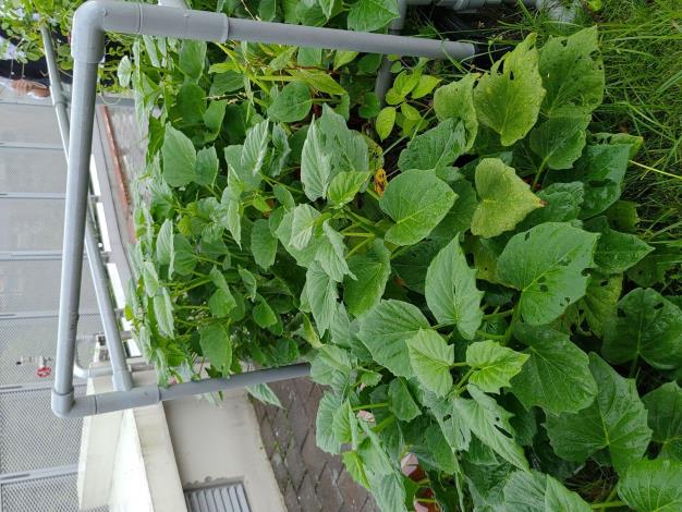 5 臺北市健康公宅綠屋頂