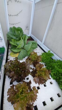 2 公園處綠屋頂魚菜共生栽培情形