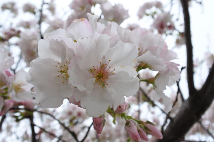 櫻花照2