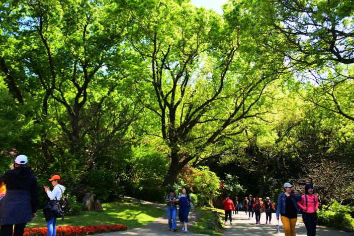 陽明公園嫩綠處處.JPG