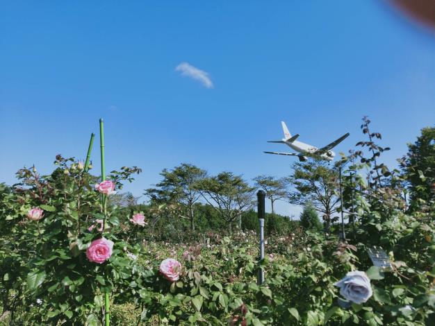 圖1.在玫瑰園中一邊賞花一邊看飛機降落享受都市難得的夢幻奇景