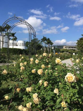 圖7.玫瑰盛開時，公園處圓山所和光之圓頂等建築物都是最佳背景