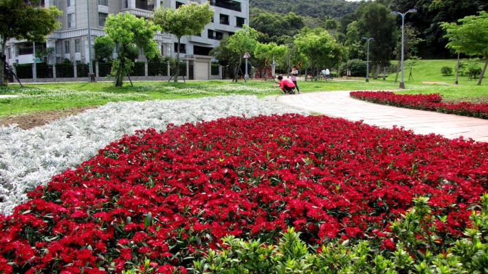 圖7.福林路旁花壇大紅色的五彩石竹與銀葉菊塑造視覺焦點.JPG