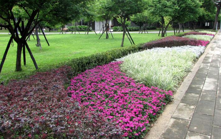 圖5.中山北路五段人行道旁，紅彩木、五彩石竹、銀紋沿街草、銀葉菊間隔種植.JPG