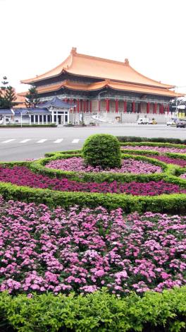 圖1. 愛國西路口安全島雙色五彩石竹.JPG