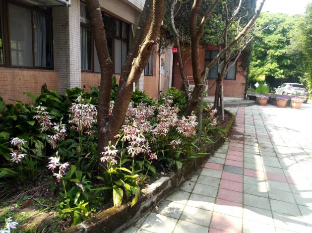 園區內的紅花鶴頂蘭(球根花卉)