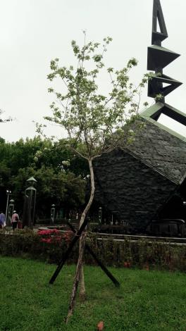 圖3.蘇王旁邊新植流蘇，為未來世代交替做準備