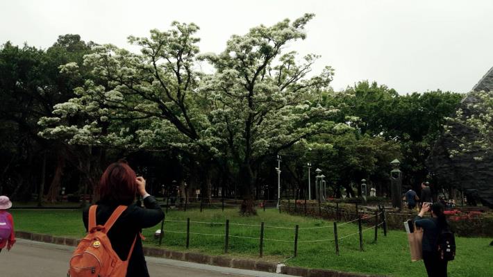 圖2.流蘇開花的迷人風采，民眾忍不住駐足拍照