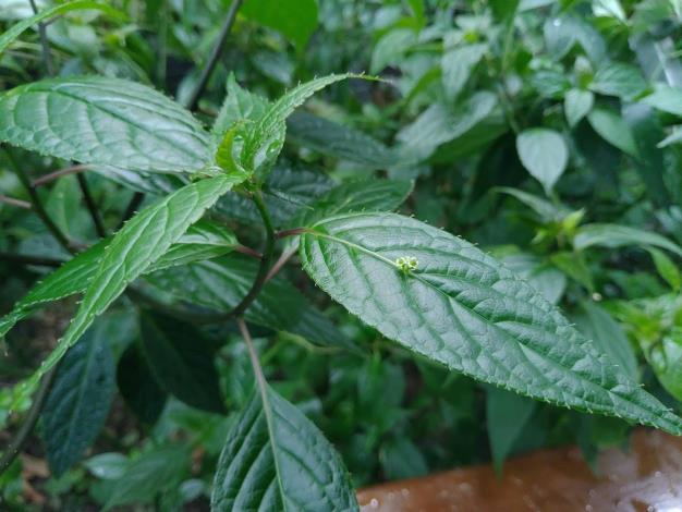 圖1臺灣青莢葉的花朵非常小巧，就長在葉片上，俗稱「葉長花」。1
