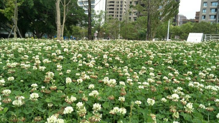 圖6.遍地三葉草開花