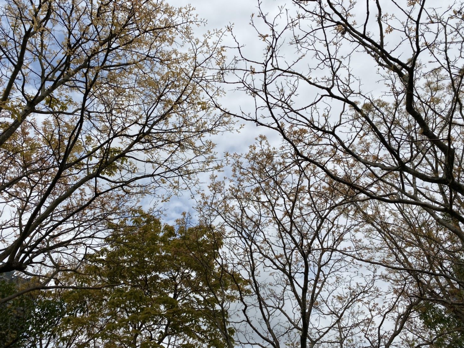 漫步林下、仰望天空，在國內也能欣賞美景