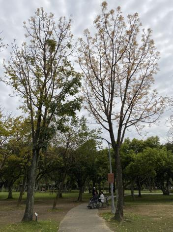 大葉桃花心木枝梢抽出幼嫩泛紅的新葉
