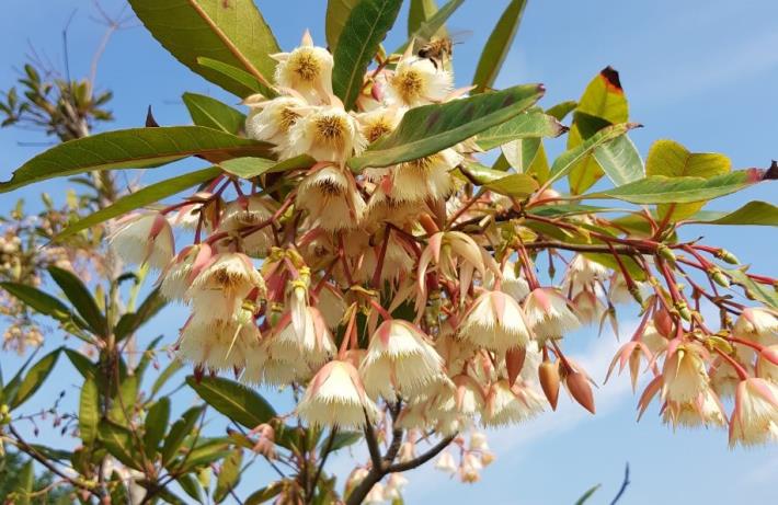 圖3水石榕清香的花朵引來蜜蜂採蜜。