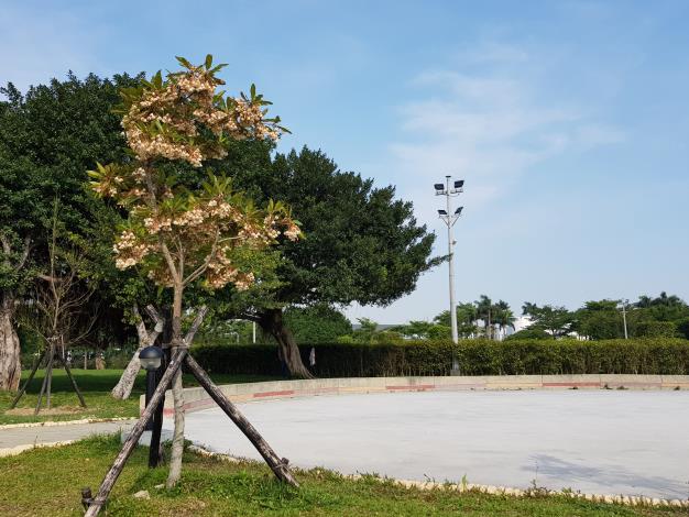 圖1新生園區靠近吉林路的廣場，水石榕綻放流蘇般的花瓣。