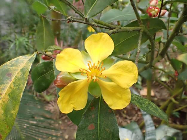 圖3「桂葉黃梅」因葉子和桂花神似，花狀又似梅花，所以有此稱號。