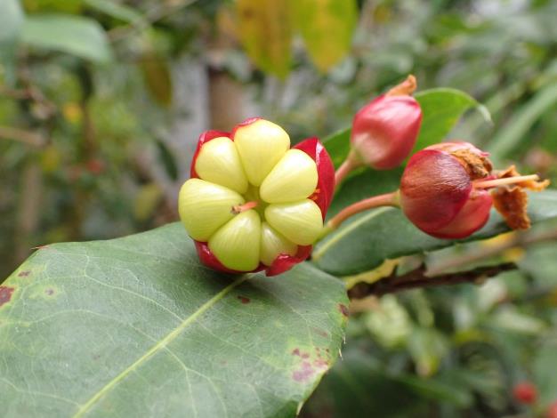 圖4「桂葉黃梅」花凋謝後花萼、胎座持續發育呈紅色，核果環形排列於胎座上。