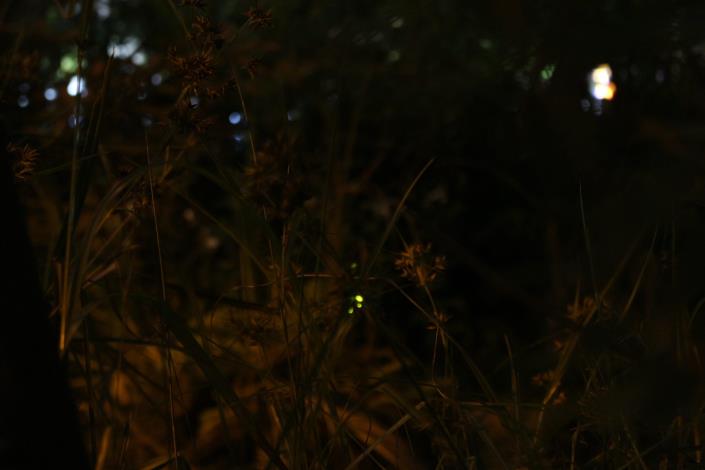 圖3.生態池中星光點點的螢火蟲.JPG