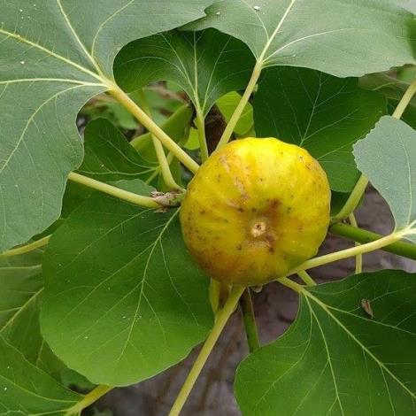 圖1無花果因外觀只見果、不見花的特性，故有此名。