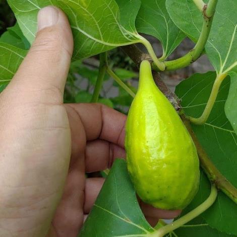 圖2無花果果實梨形或卵形，成熟紫色或黃色，直徑3~5cm。