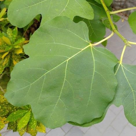 圖3無花果葉互生心形、卵形或圓形葉片，葉有掌狀淺裂或深裂。