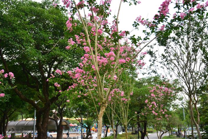 圖2.紫薇的樹皮光滑易剝落，夏季滿樹開花.JPG