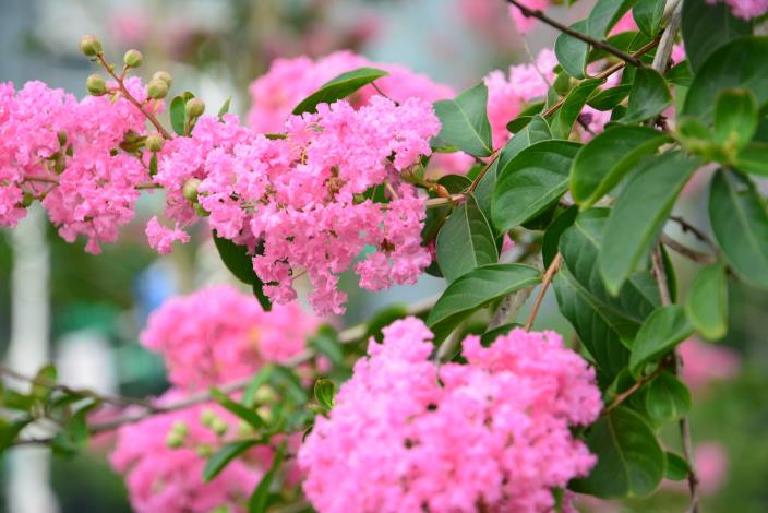 圖1.紫薇的花是明艷的紫紅色.JPG