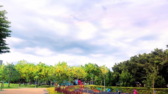 圖二美崙公園阿勃勒金黃花海