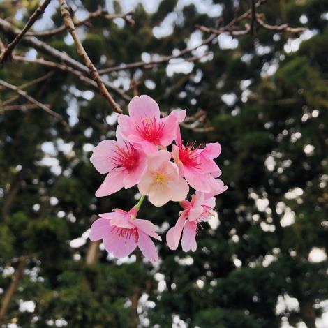 圖三_本次贈送櫻花種類-大漁櫻