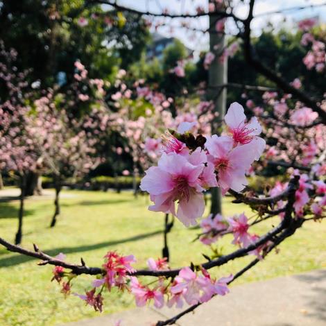 圖二_本次贈送櫻花種類-河津櫻